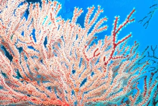 海の中のサンゴ礁の様子