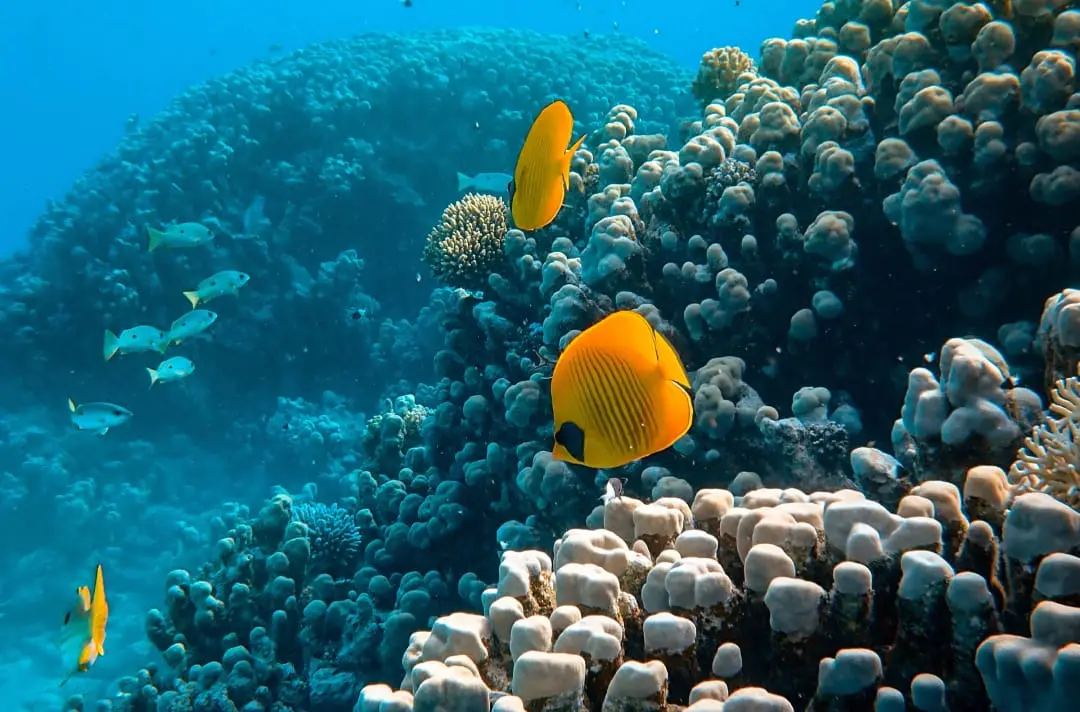 サンゴに囲まれながら泳いでいる熱帯魚の様子